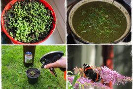 Jak wspomóc ukorzenianie 1