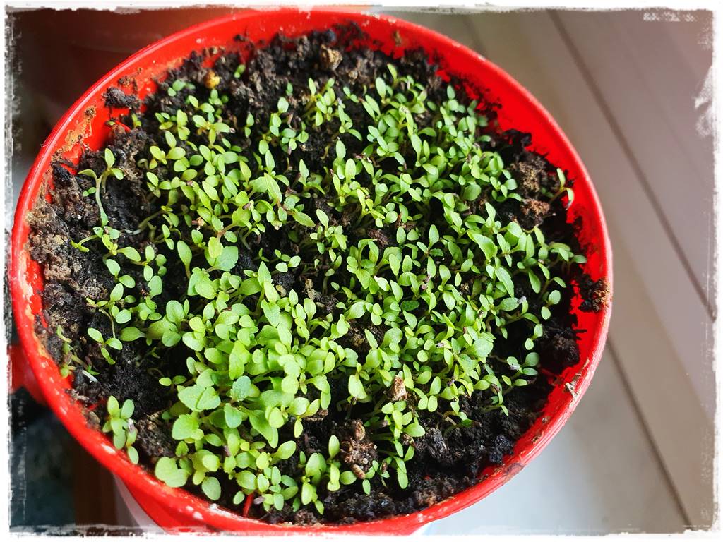 Jak wspomóc ukorzenianie 2