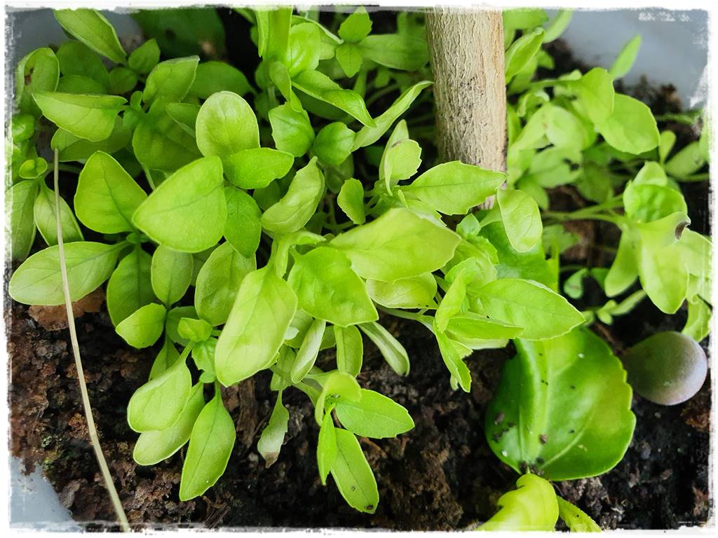 Jak wspomóc ukorzenianie 3