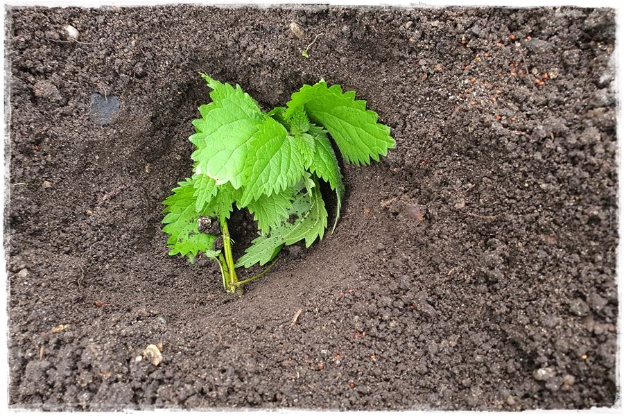 Jak wspomóc ukorzenianie 3a