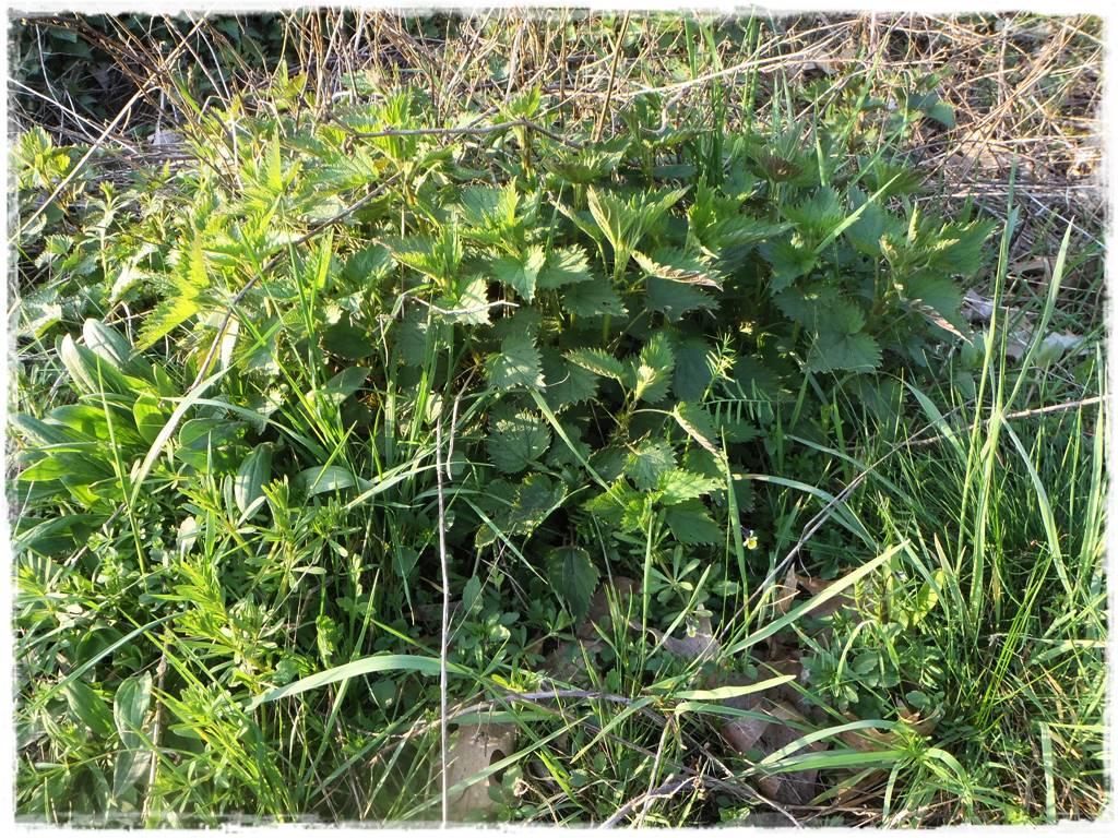 Jak wspomóc ukorzenianie 4