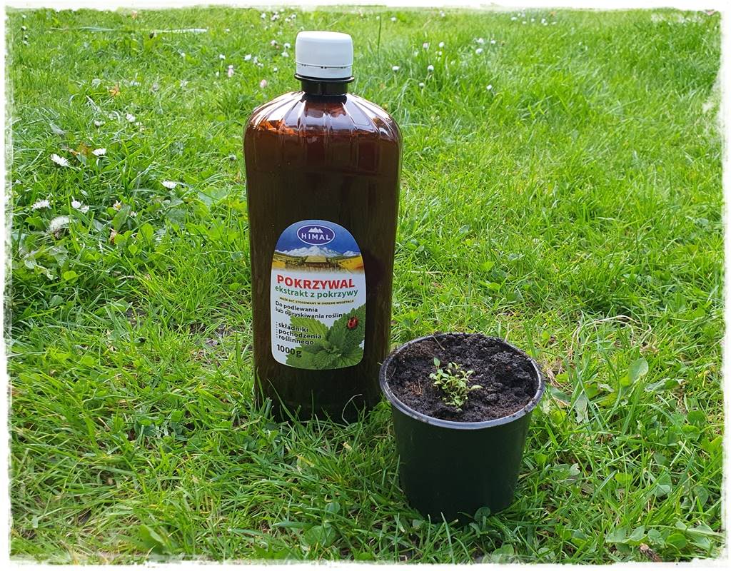 Jak wspomóc ukorzenianie 5a