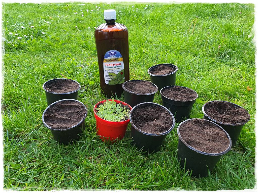 Jak wspomóc ukorzenianie 6