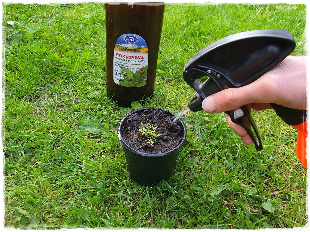 Jak wspomóc ukorzenianie 7