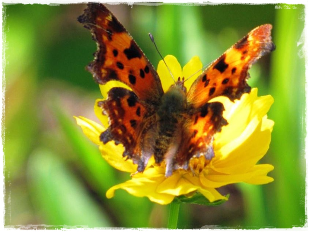 Jak wspomóc ukorzenianie 9