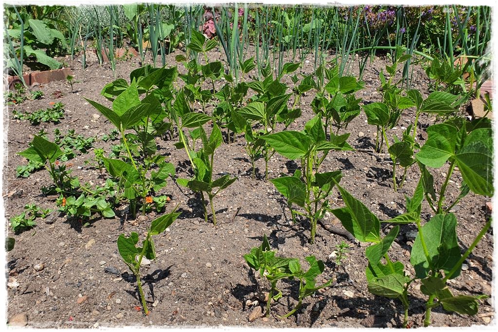 Jak zwalczyć ślimaki 10