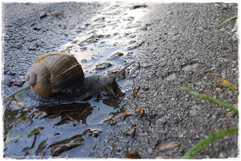 Jak zwalczyć ślimaki 2