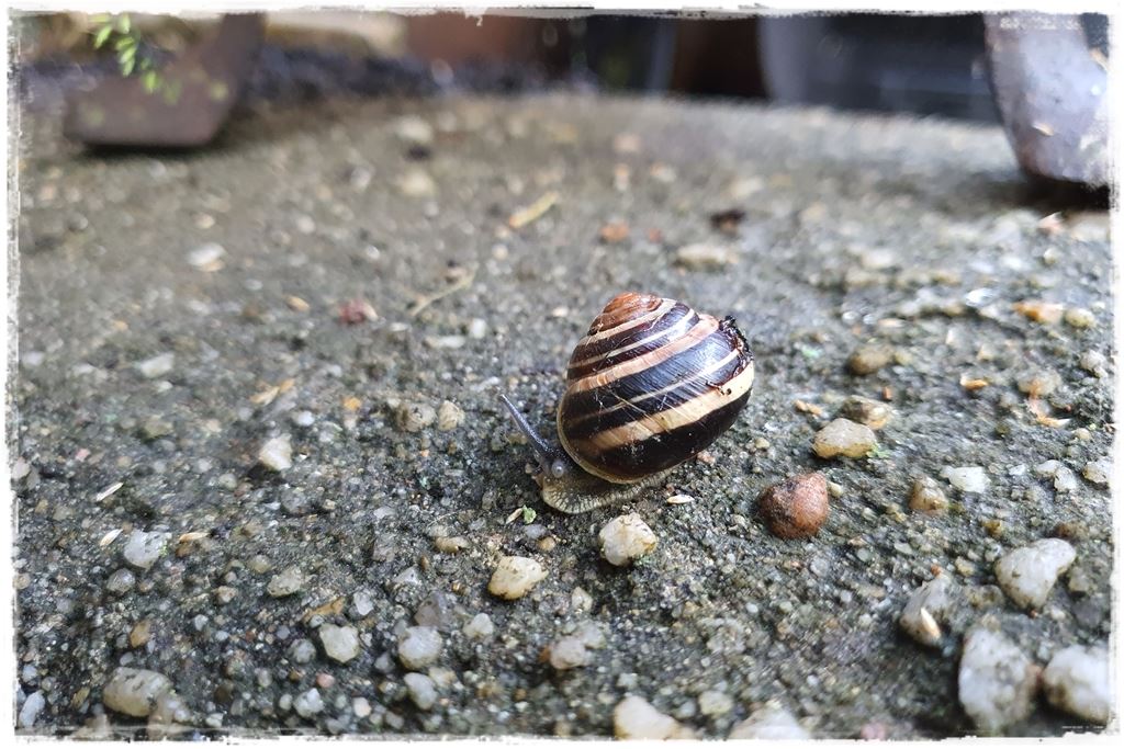 Jak zwalczyć ślimaki 3
