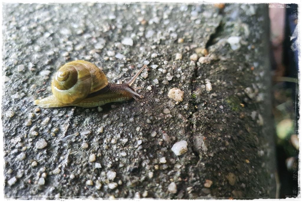 Jak zwalczyć ślimaki 4 Jak zwalczyć ślimaki 4