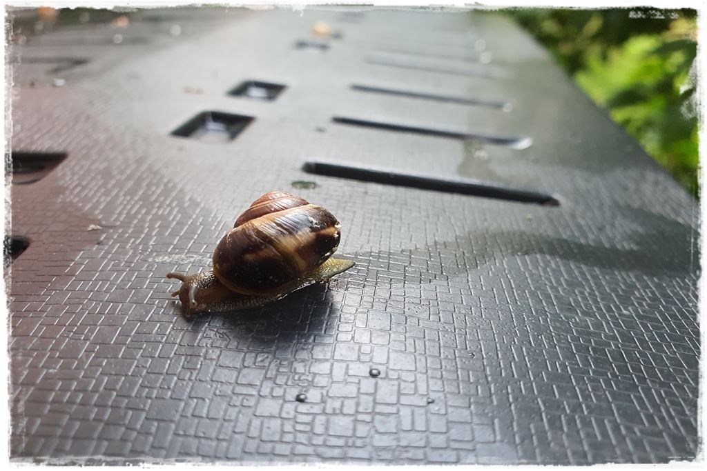 Jak zwalczyć ślimaki 5 Jak zwalczyć ślimaki 5