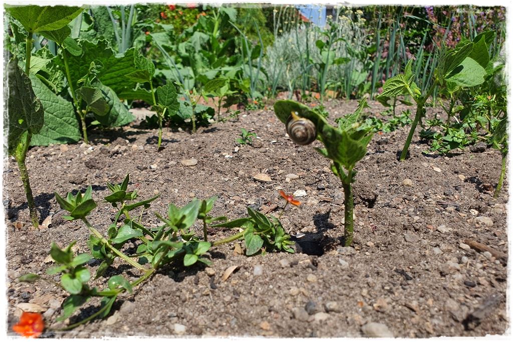 Jak zwalczyć ślimaki 6