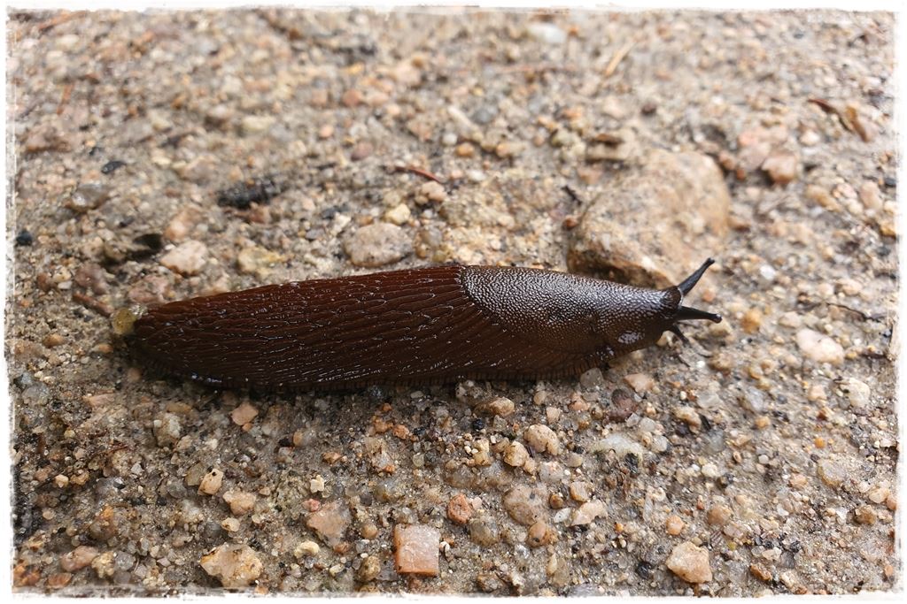 Jak zwalczyć ślimaki 7 Jak zwalczyć ślimaki 7