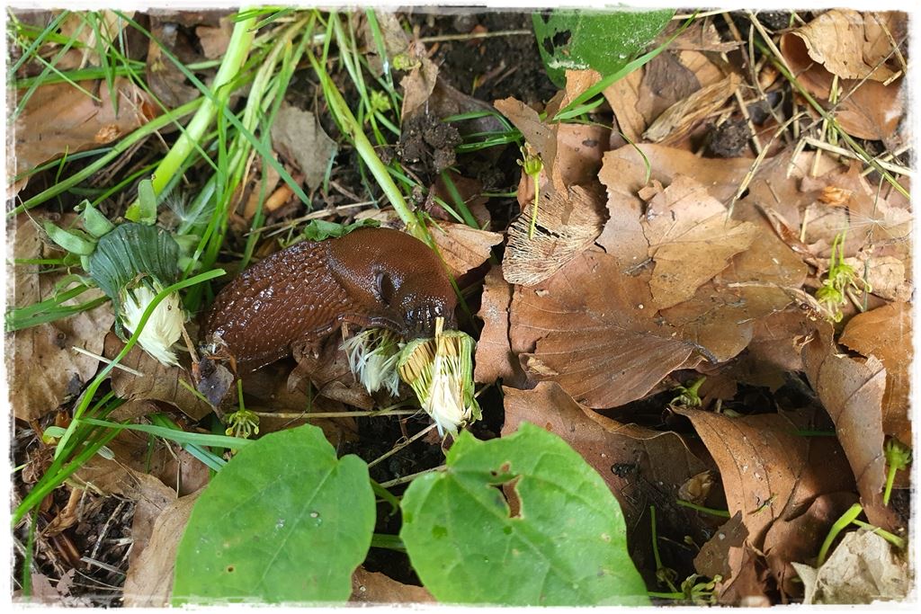 Jak zwalczyć ślimaki 8