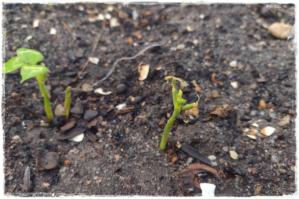 Jak zwalczyć ślimaki 9