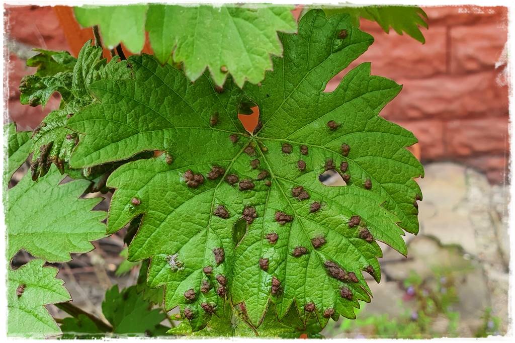 Ogród bez chemii 10 Ogród bez chemii 10