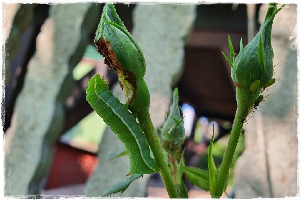 Ogród bez chemii 11