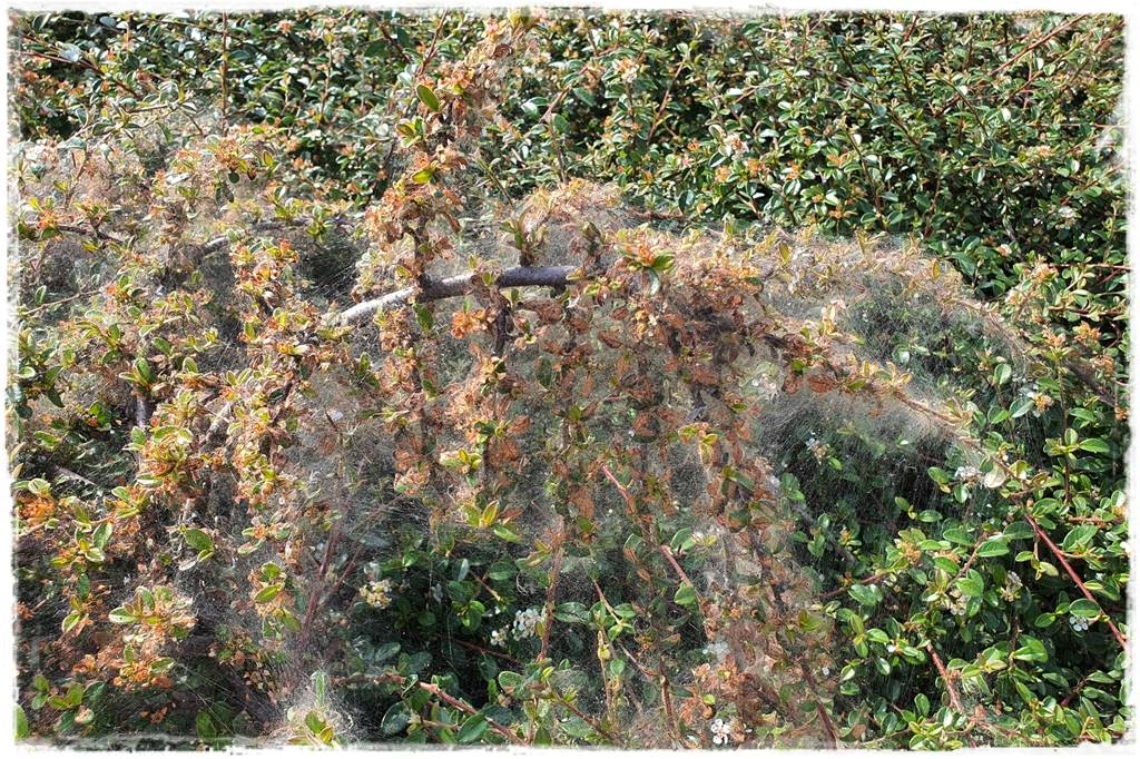 Ogród bez chemii 12