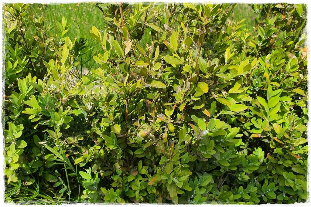 Ogród bez chemii 13