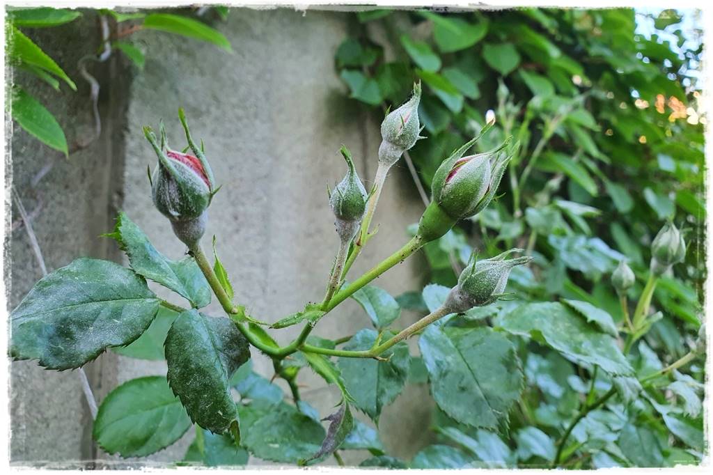 Ogród bez chemii 14