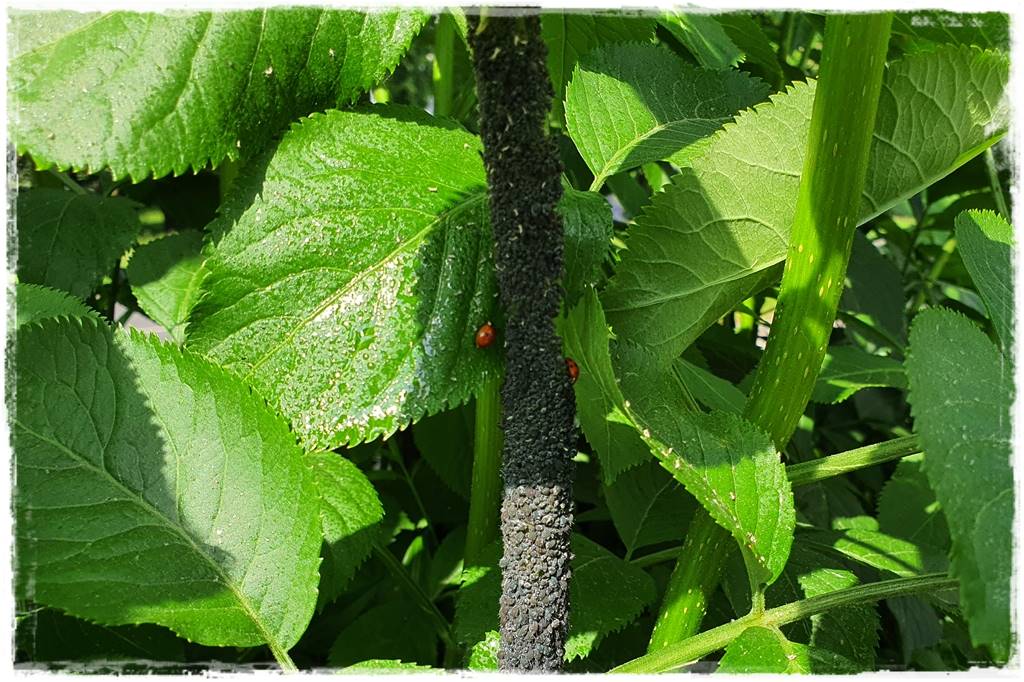 Ogród bez chemii 15