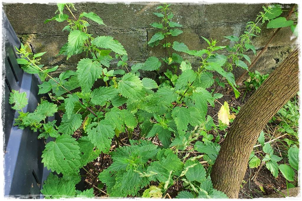 Ogród bez chemii 15a