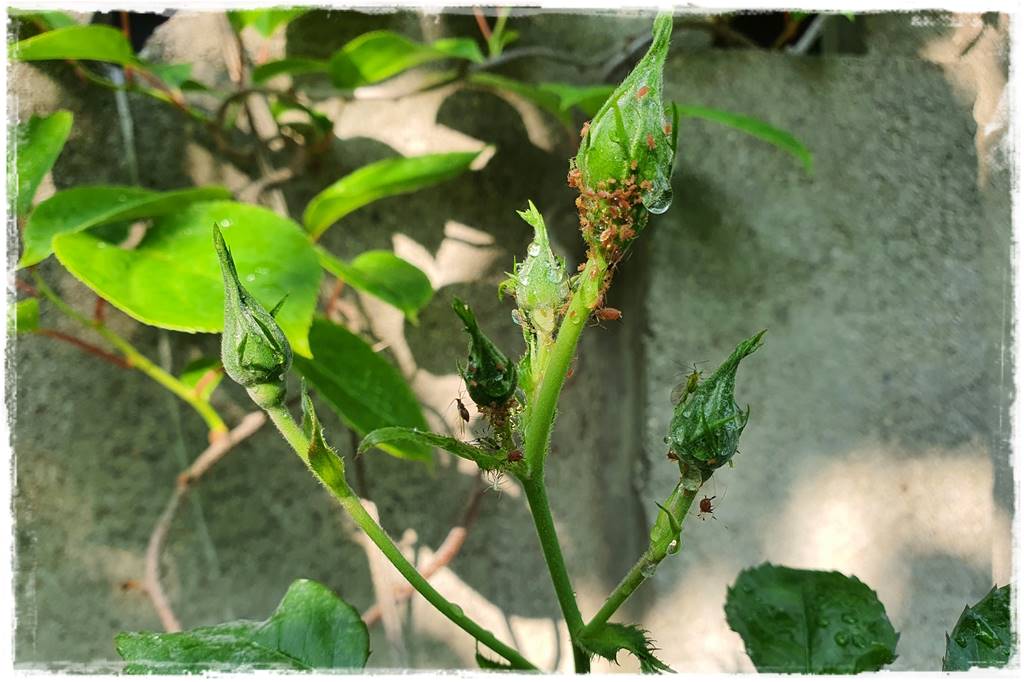 Ogród bez chemii 2 Ogród bez chemii 2