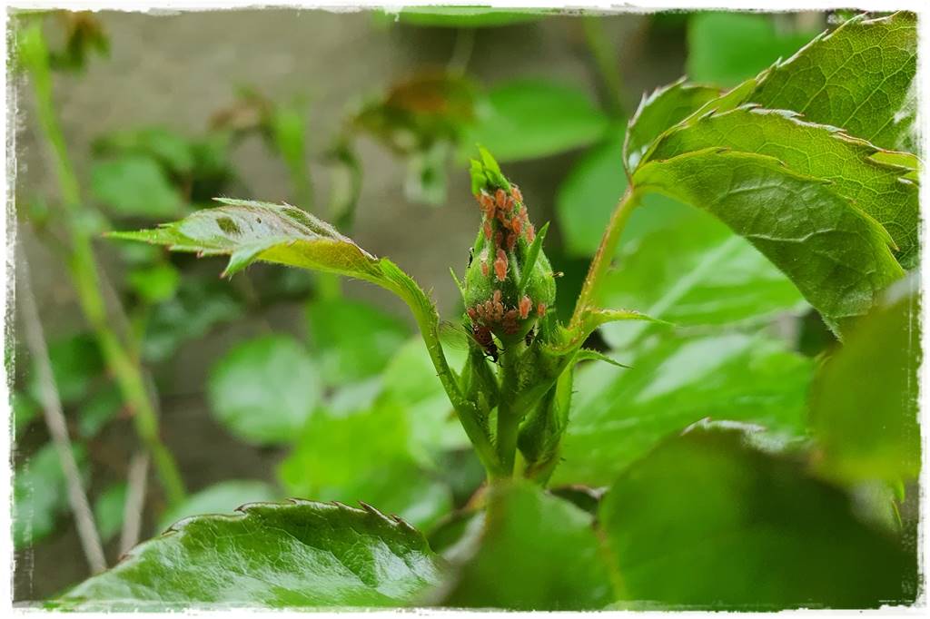 Ogród bez chemii 3 Ogród bez chemii 3