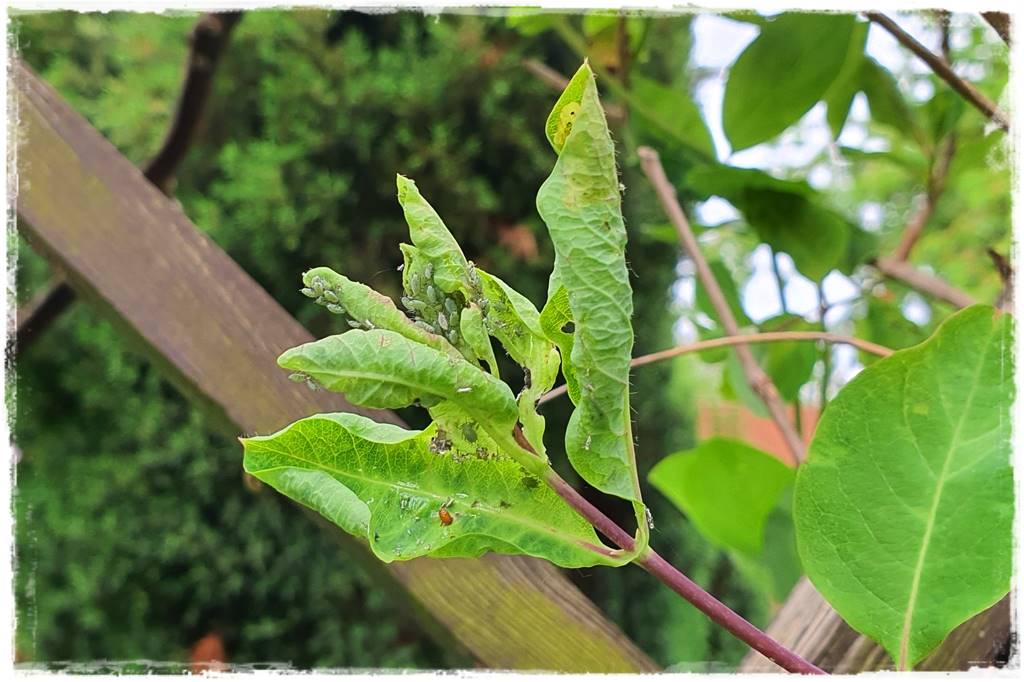 Ogród bez chemii 4 Ogród bez chemii 4