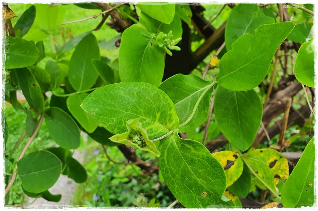 Ogród bez chemii 5 Ogród bez chemii 5