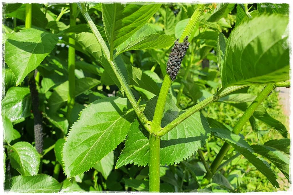 Ogród bez chemii 7 Ogród bez chemii 7