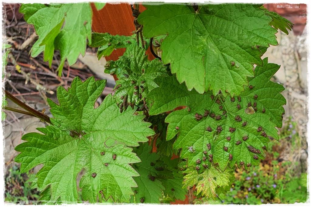 Ogród bez chemii 9 Ogród bez chemii 9