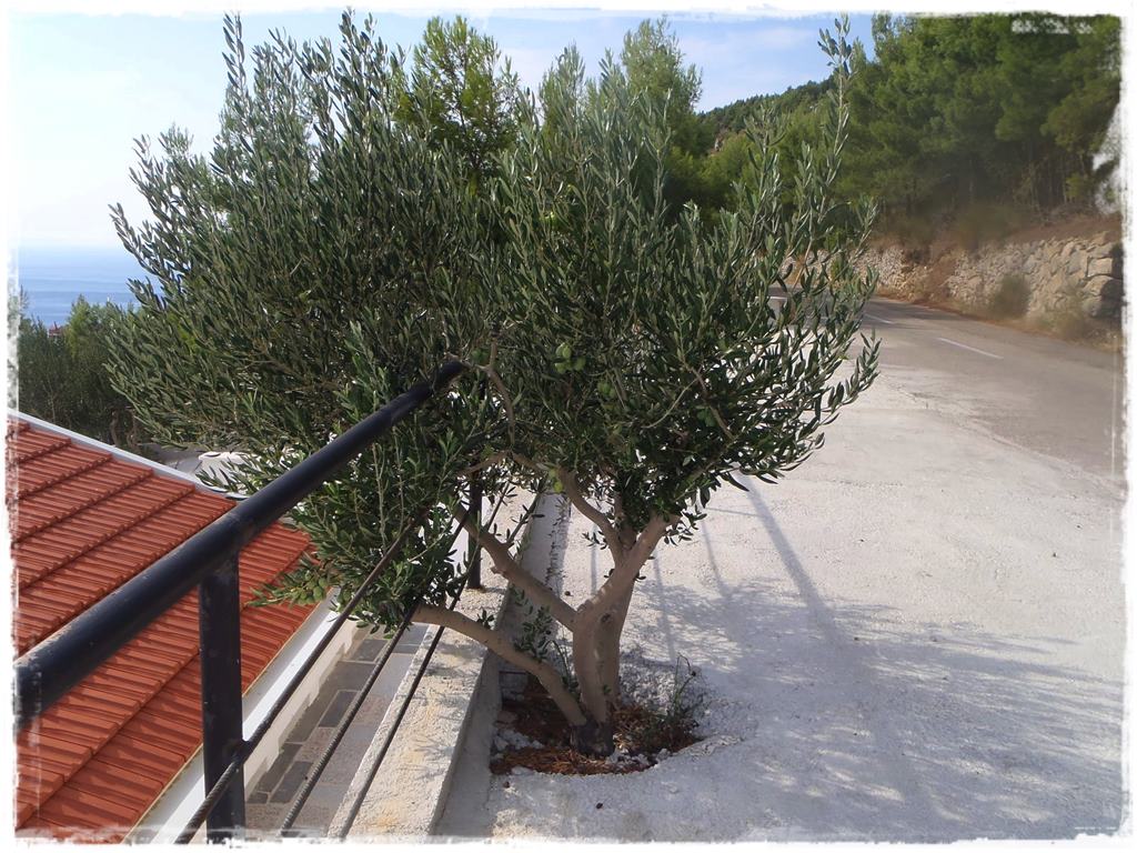 Ogród w stylu śródziemnomorskim 10