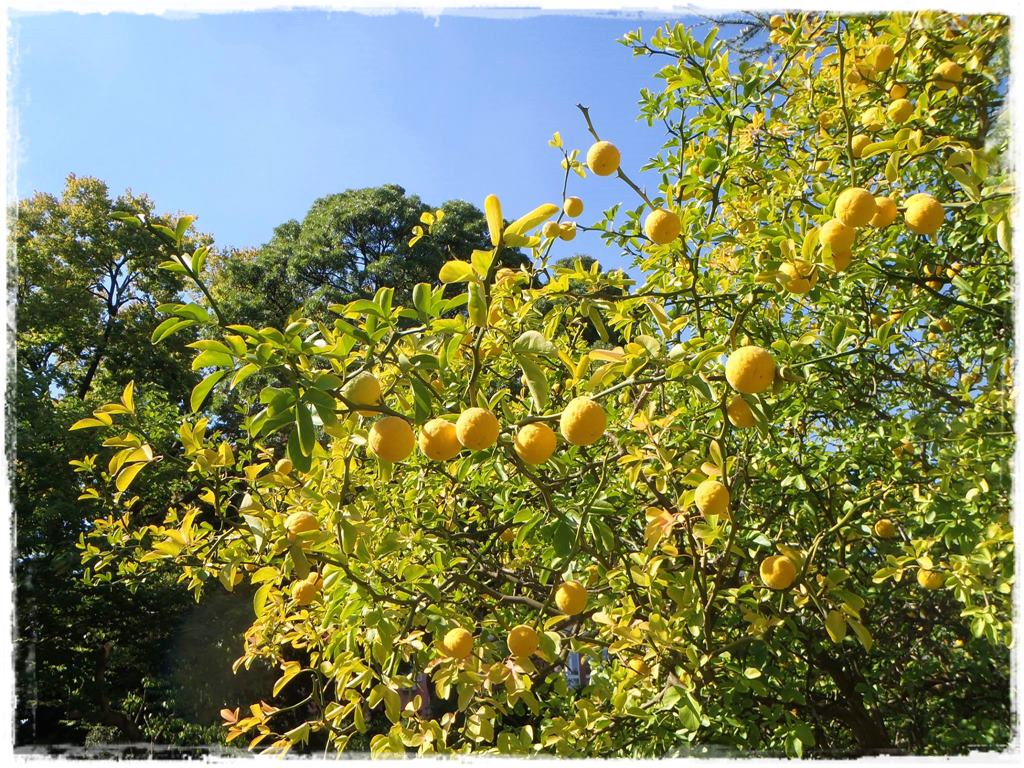 Ogród w stylu śródziemnomorskim 11