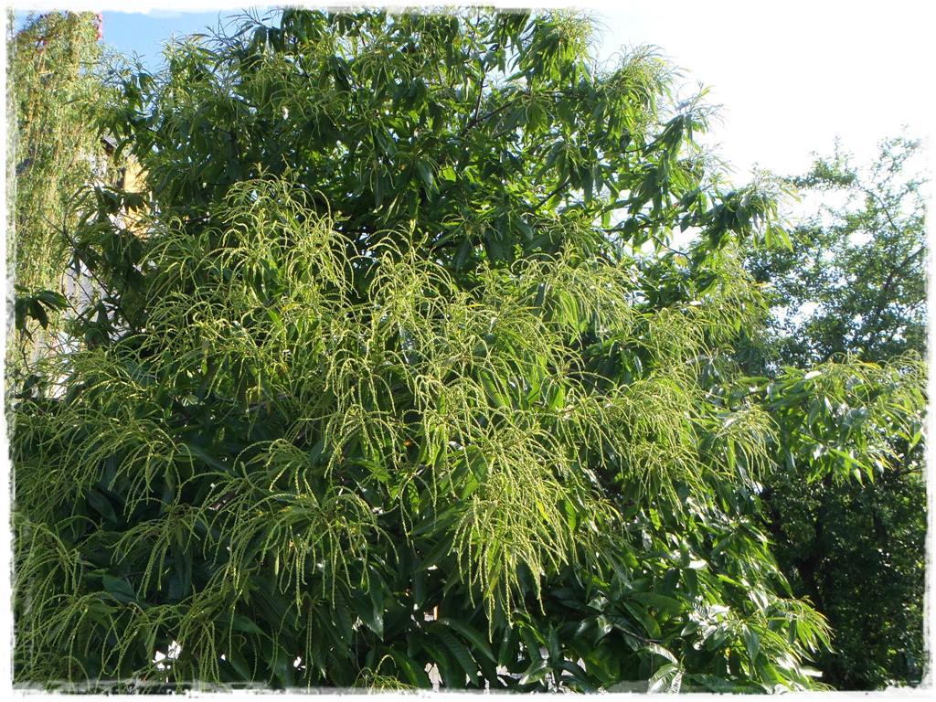 Ogród w stylu śródziemnomorskim 12