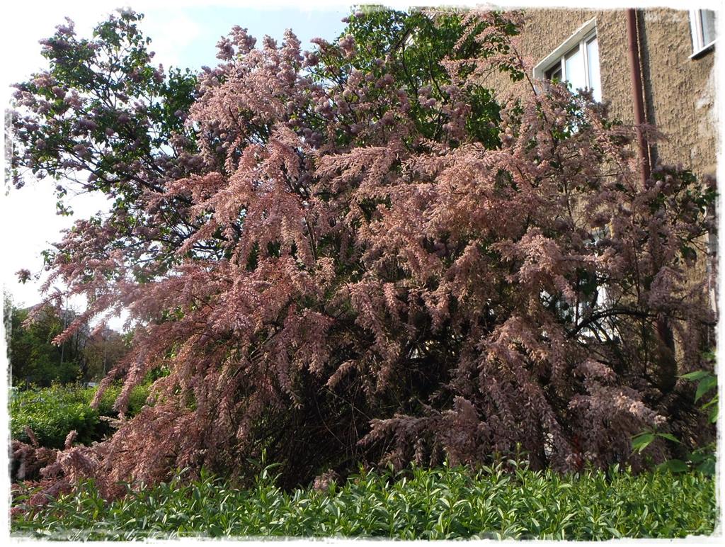 Ogród w stylu śródziemnomorskim 13