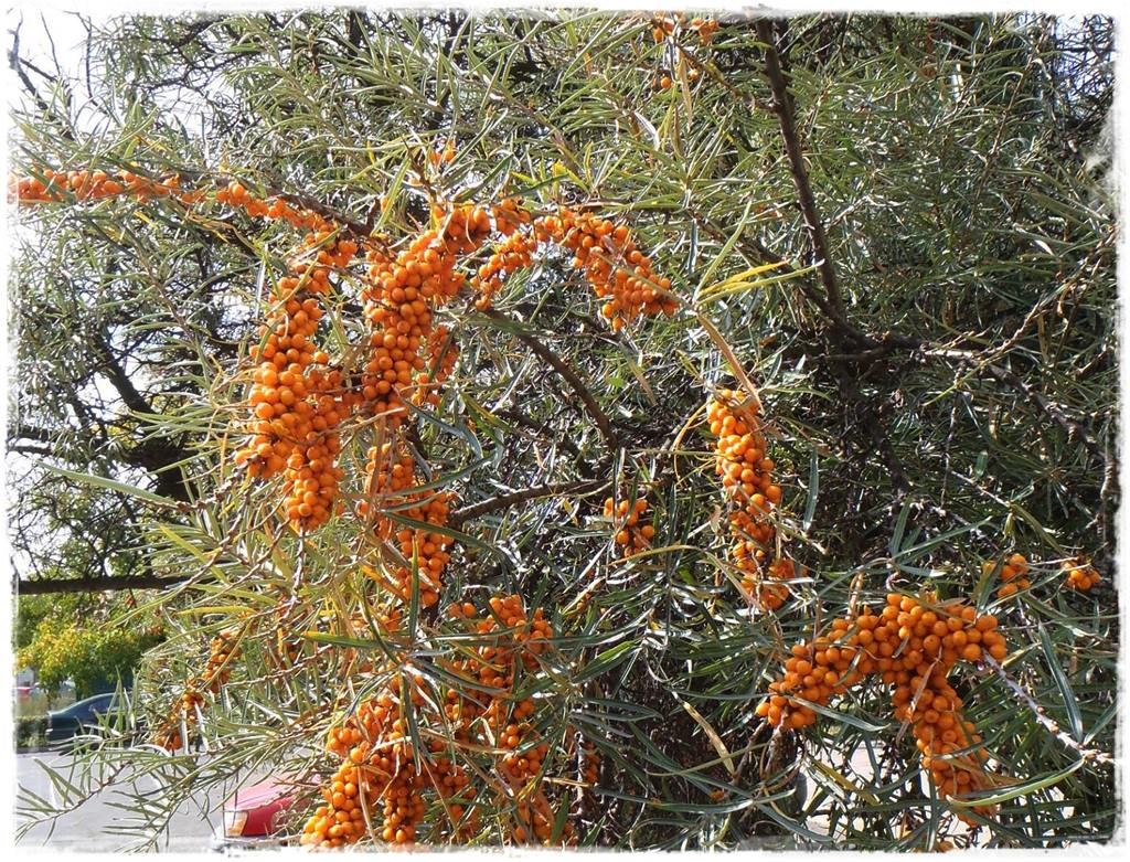 Ogród w stylu śródziemnomorskim 14