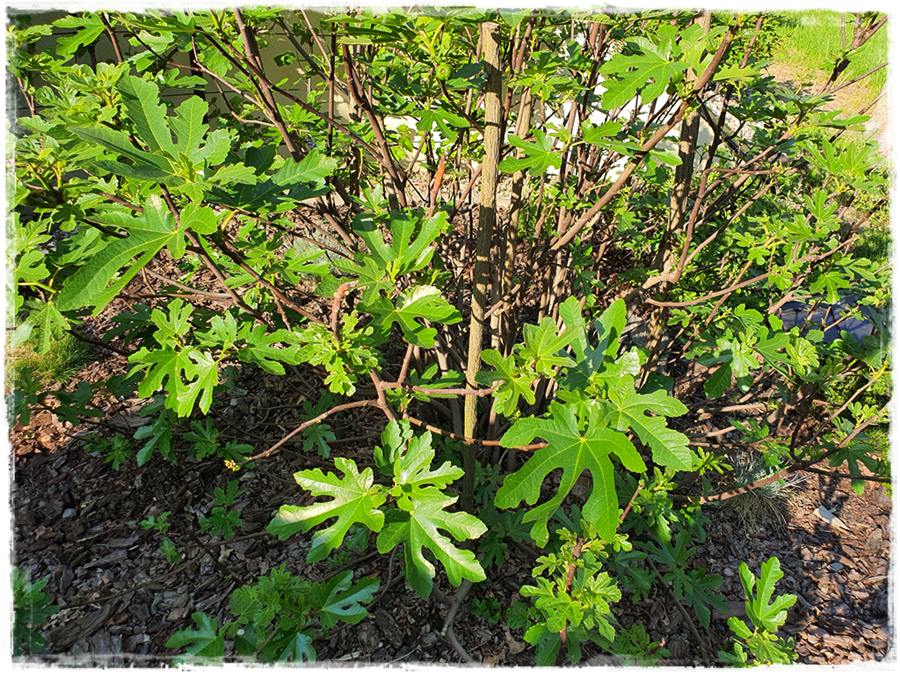 Ogród w stylu śródziemnomorskim 15