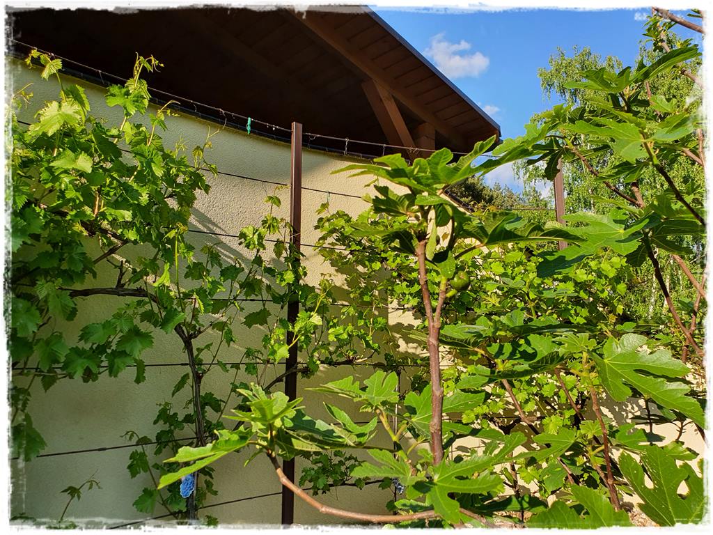 Ogród w stylu śródziemnomorskim 17