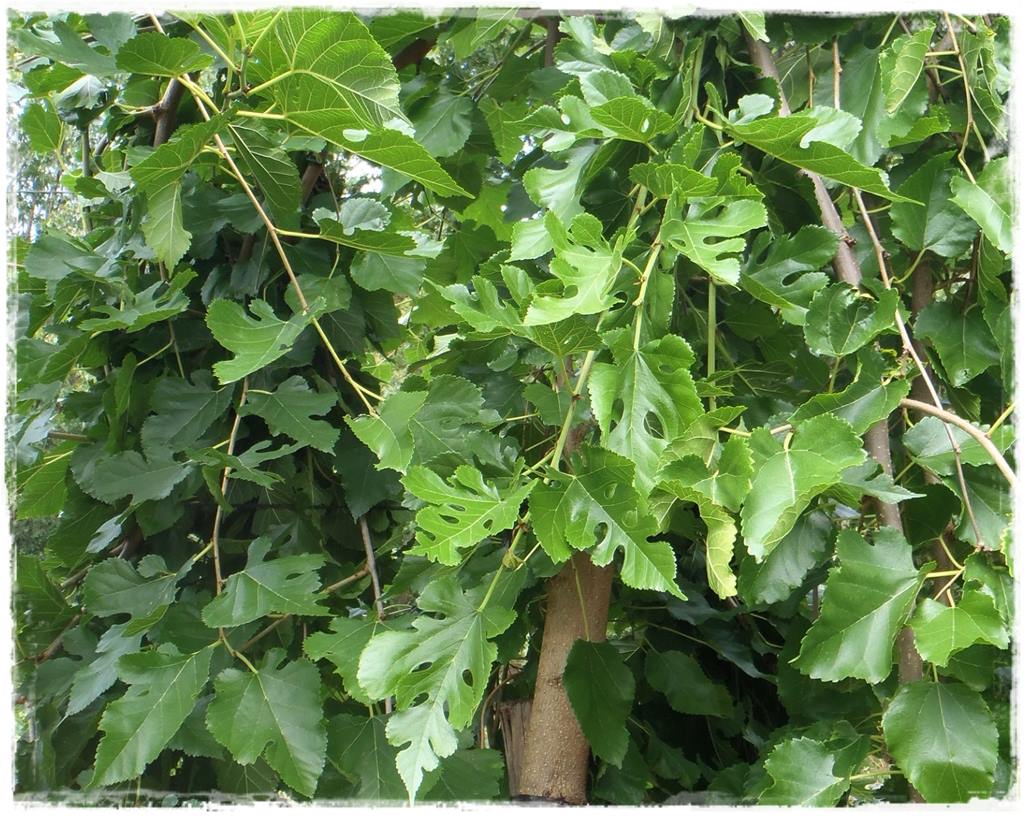 Ogród w stylu śródziemnomorskim 19