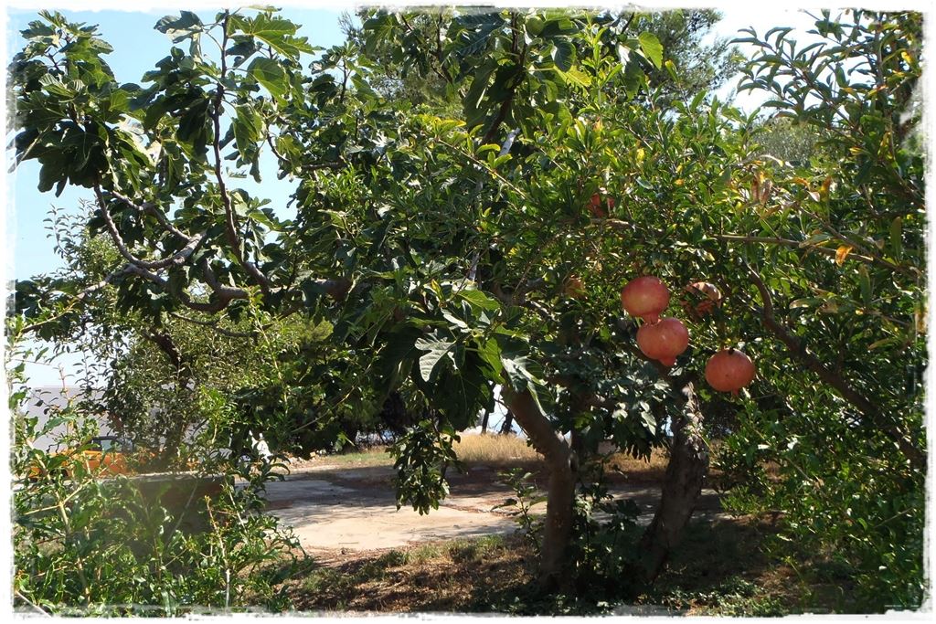 Ogród w stylu śródziemnomorskim 2