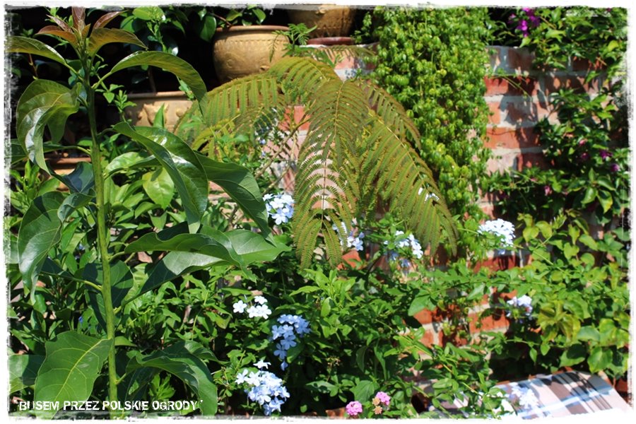 Ogród w stylu śródziemnomorskim 20