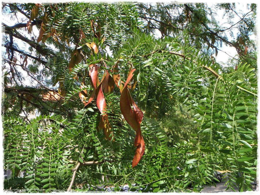 Ogród w stylu śródziemnomorskim 21