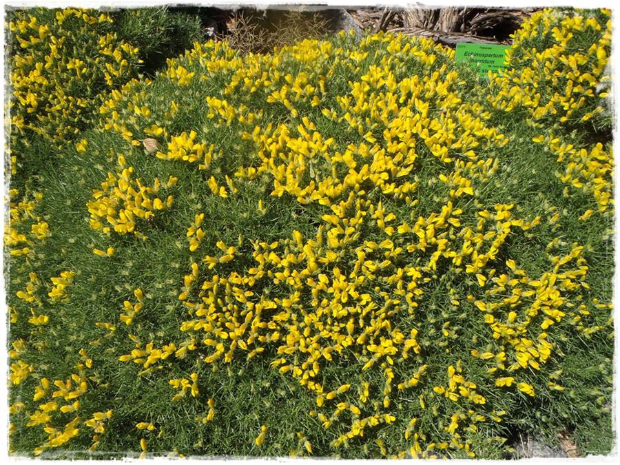 Ogród w stylu śródziemnomorskim 22