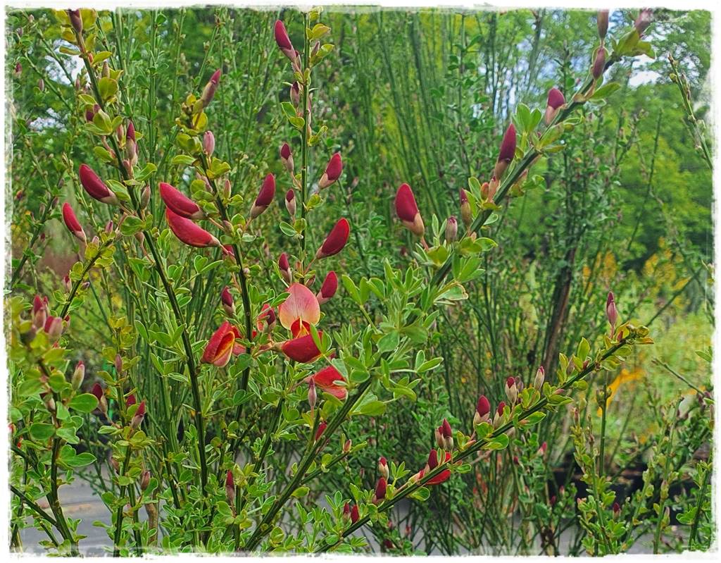 Ogród w stylu śródziemnomorskim 23