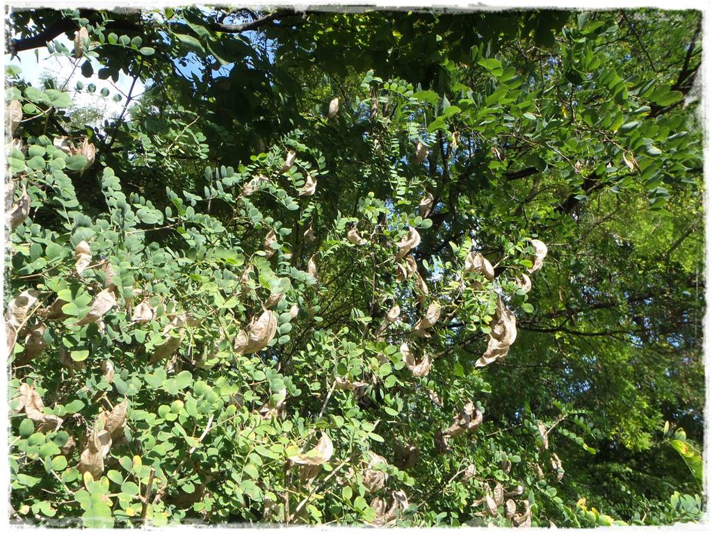 Ogród w stylu śródziemnomorskim 24