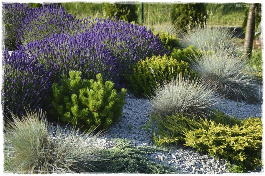 Ogród w stylu śródziemnomorskim 25