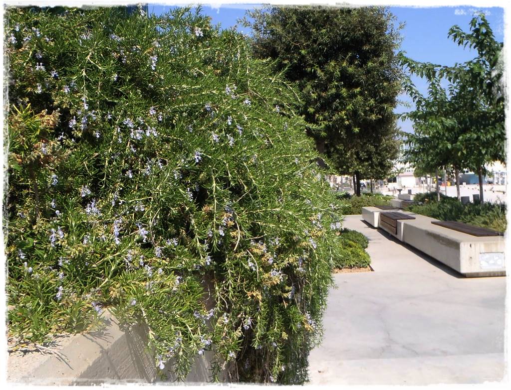 Ogród w stylu śródziemnomorskim 28