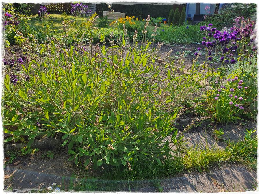 Ogród w stylu śródziemnomorskim 29