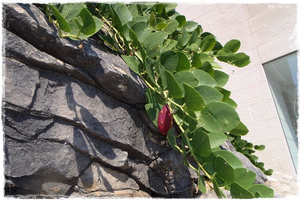 Ogród w stylu śródziemnomorskim 3