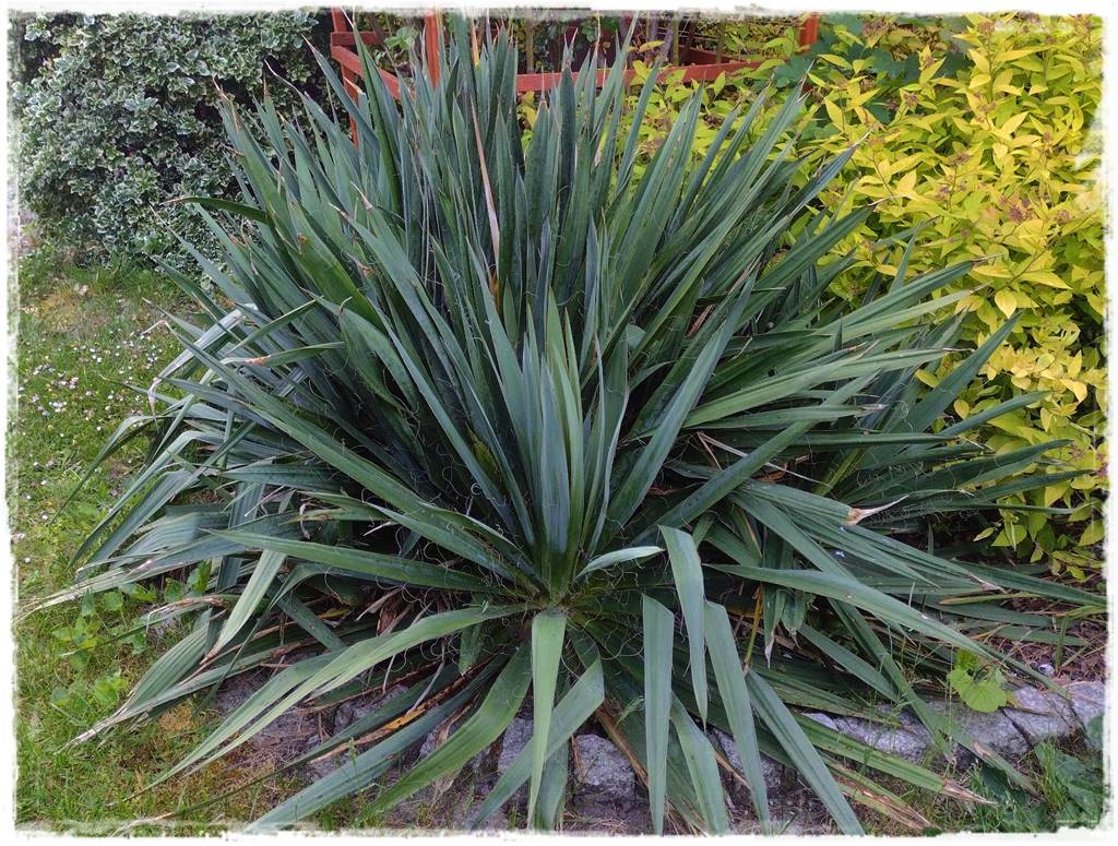 Ogród w stylu śródziemnomorskim 30